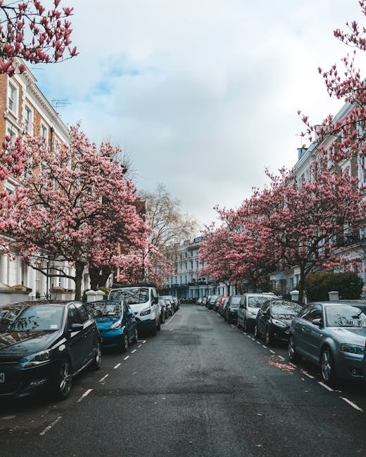 A residential street in Westminster lined with parked cars on both sides and blossoming pink cherry trees overhead, with white multi-storey buildings featuring classic architectural details on either